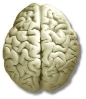 brain-hemispheres